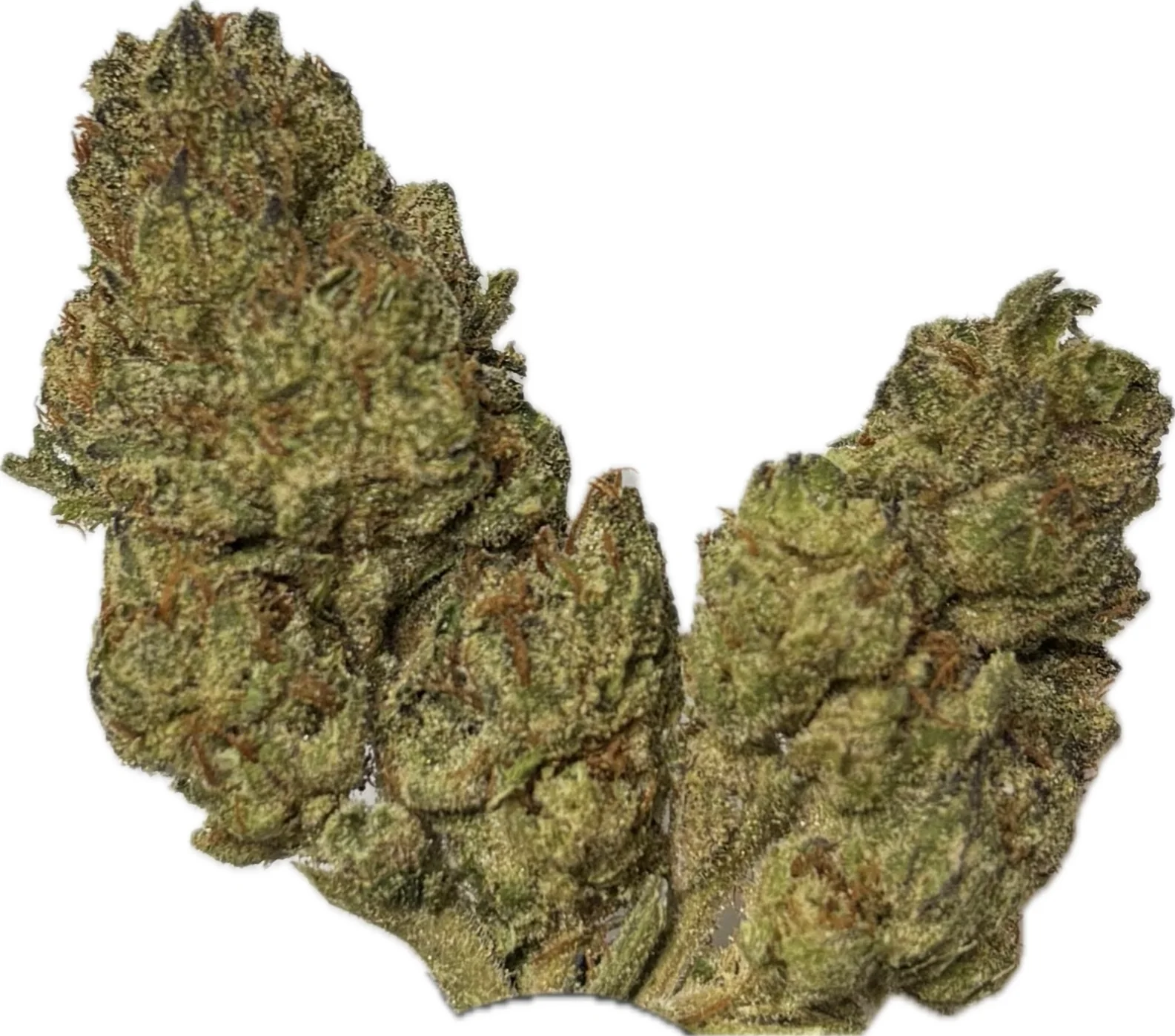 HOUSE THC-A FLOWER - VANILLA FROSTING (HYBRID)